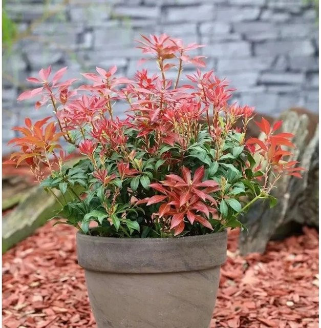 Pieris japonica Mountain Fire Lavendelheide Schattenglöckchen, Höhe: 40-50 cm - Bild 1