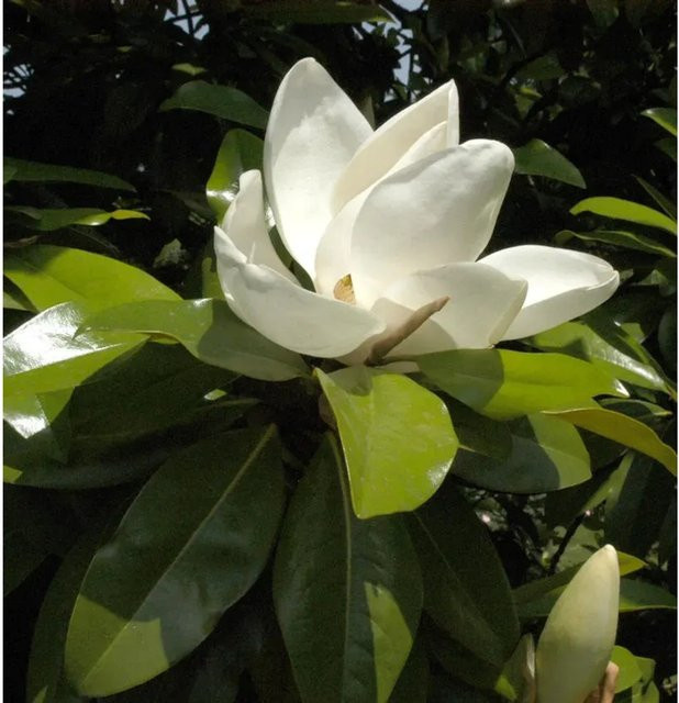 Immergrüne Magnolie Kay Parris Magnolia grandiflora als Ziergehölz mit weißen Blüten - Bild 1