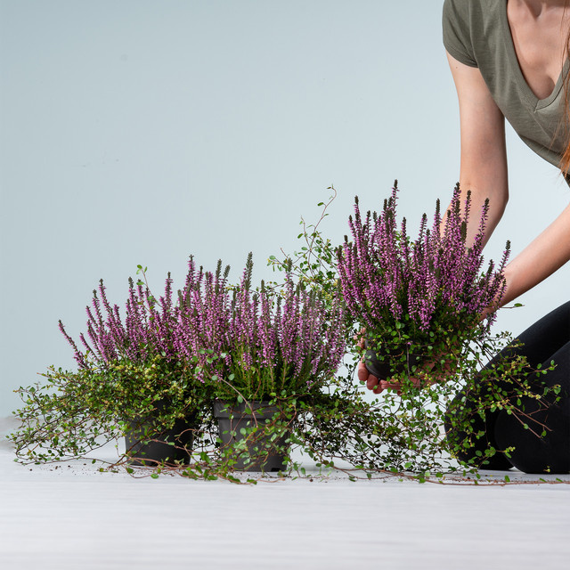 BLUME2000 Besenheide lila und Drahtwein Duo Set, 3 Stück für Balkone, Gartenbeete und Blumenkübel - Bild 1