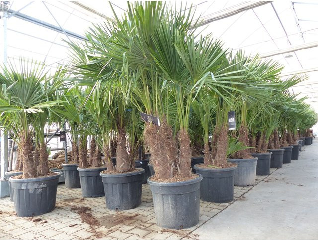 Trachycarpus fortunei Palmengruppe von Grünwaren, mehrstämmige winterharte Palme mit 3 bis 5 Stämmen, Höhe: 220 - 260 cm - Bild 1
