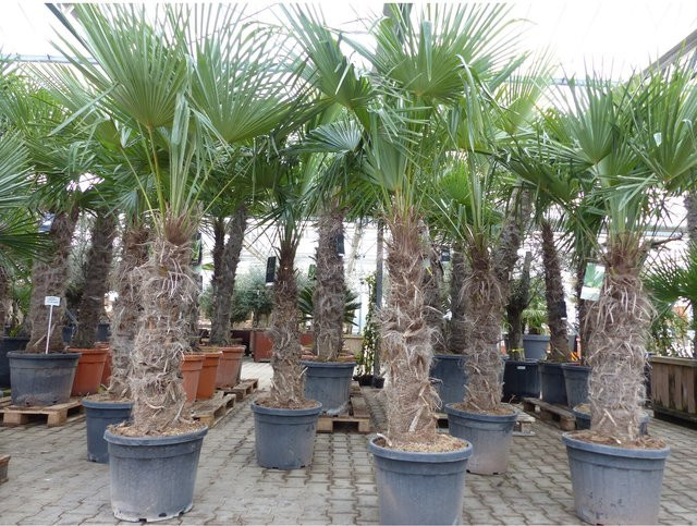 Trachycarpus fortunei Hanfpalme von Grünwaren, winterhart bis -18°C, Größe 210 - 230 cm - Bild 1