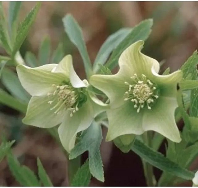 Grüner Nieswurz Helleborus viridis Pflanze in Grün von Nr-01.de - Bild 1