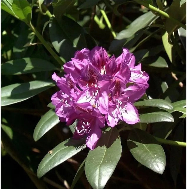 Großblumiger Rhododendron Blue Print Alpenrose in Blau und Violett von Nr-01.de - Bild 1