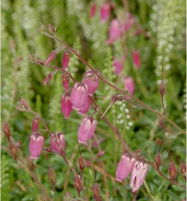 10x Irische Heide Pink Tina Daboecia cantabrica Bodendecker für den Außenbereich - Bild 1