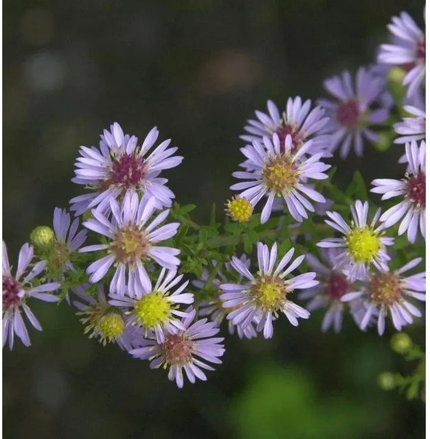 Tataren-Aster Jindai Aster tataricus Zierpflanze in Blau und Violett - Bild 1