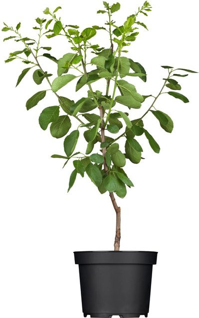 GROW by OBI Bio Reneklode Graf Althans Pflaume Prunus, Farbe Grüngelb, Höhe: ca. 55 cm - Bild 1