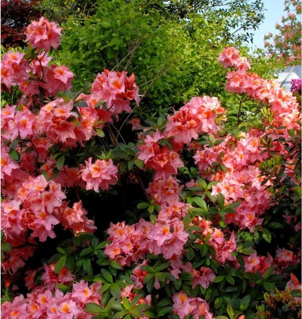 Rhododendron luteum Azalee Stefanie Alpenrose als Zierstrauch für den Garten, Höhe: 30-40 cm - Bild 1