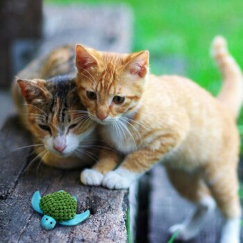 KONG Cat Refillables Turtle - Bild 2