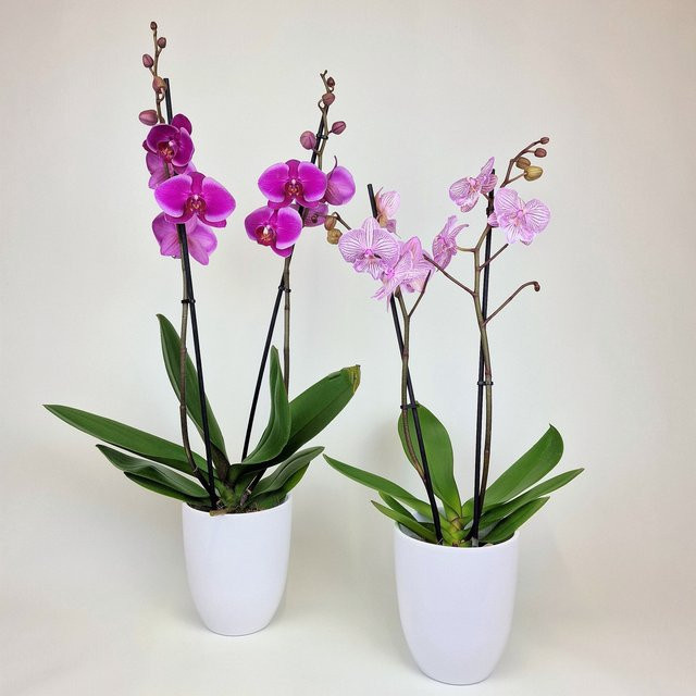 Blühende Orchidee als Topfpflanze in Lila und Mehrfarbig für den Innenbereich - Bild 1