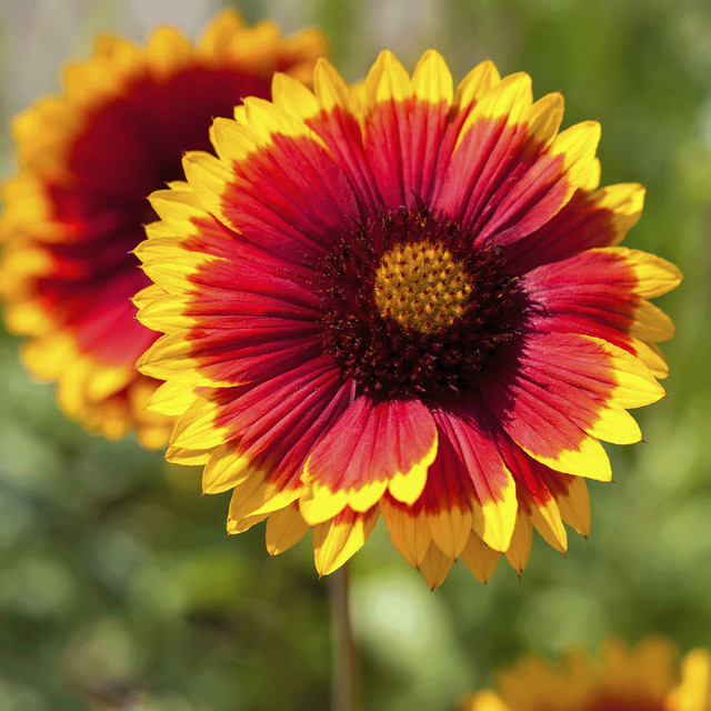 BIO Kokardenblume Kobold Gaillardia aristata Stauden Set von BLUME2000, 3 Stück - Bild 1