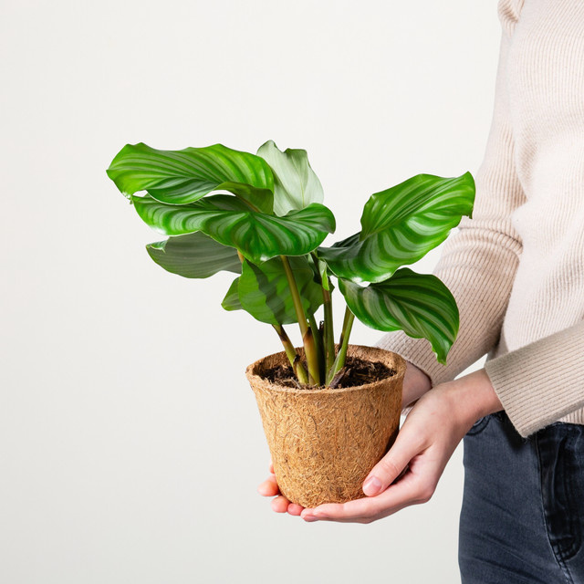 Calathea Orbifolia Zimmerpflanze von BLUME2000 in Grün mit gestreiften Blättern - Bild 1