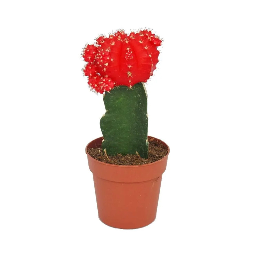 Exotenherz Gymnocalycium mihanovichii friedrichii Rubra Erdbeerkaktus in Topf - Bild 2