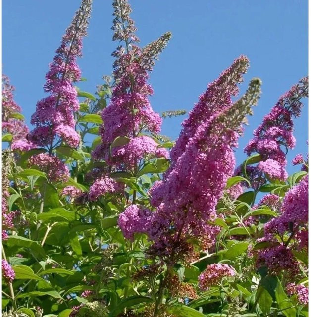 Zwerg Hänge-Sommerflieder Little Pink Buddleja in Pink für den Garten - Bild 1
