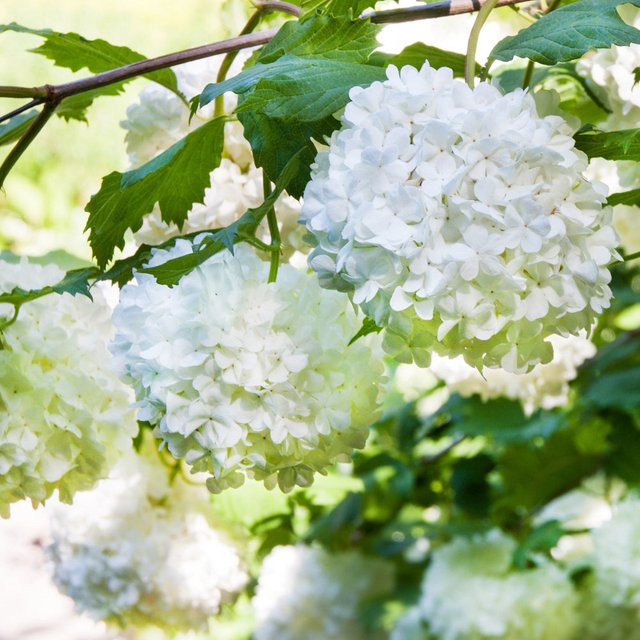 Bauernhortensie in Weiß - Bild 1