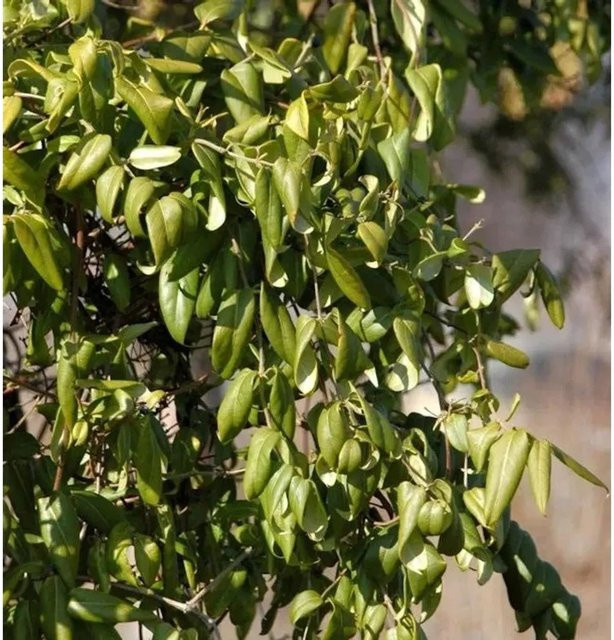 Immergrüne Geißschlinge Copper Beauty Lonicera henryi rankende Pflanze 125-150 cm - Bild 1