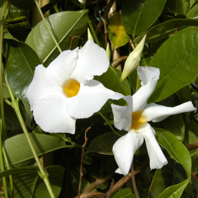 Mandevilla BLUME2000 Kletterpflanze für Balkon, Terrasse und Garten - Bild 1