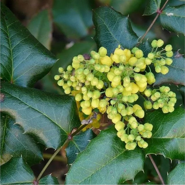 Arborix Mahonie Winter Sun Mahonia x media als Zierstrauch mit gelben Blüten, Höhe: 60 bis 80 cm - Bild 1