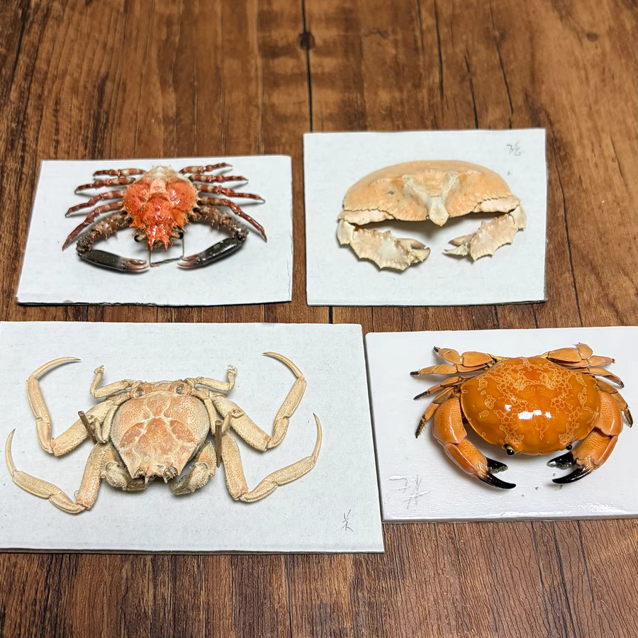 Bunte Krabbenproben als authentische Taxidermie für naturwissenschaftliche Bildung und als dekoratives maritime Sammlerstück in Mehrfarbig - Bild 1