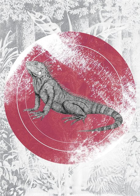 Komar Wandbild Iguana Circle Paper Poster Multicolor B: 50 cm, H: 70 cm - Bild 1