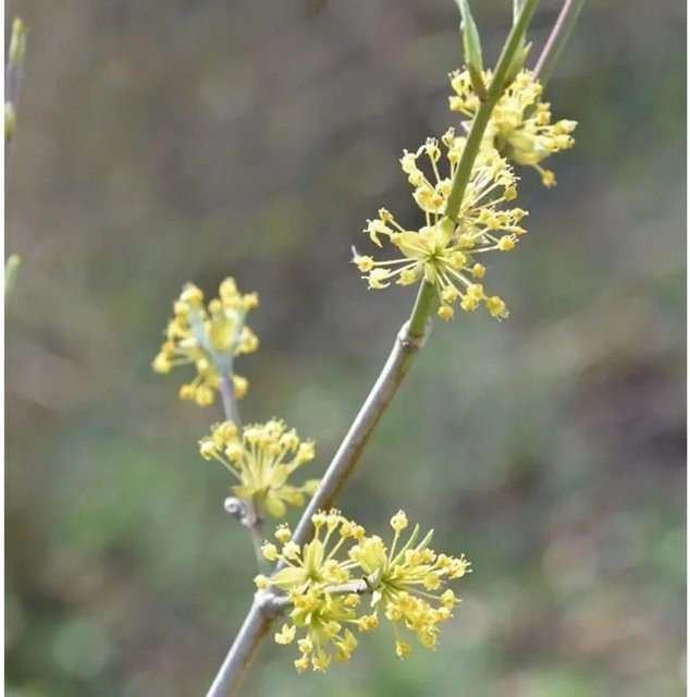 Kornelkirsche Schönbrunner Gourmet Dirndl Cornus mas als Fruchtstrauch für deinen Garten - Bild 1