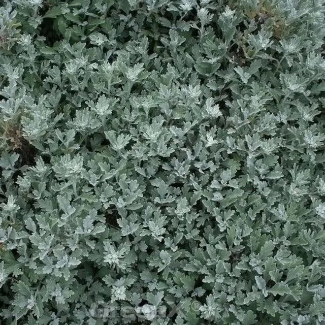Artemisia stelleriana Gabelblatt Grabbepflanzung und Bodendecker in Grün von Die Nr-01.de - Bild 1