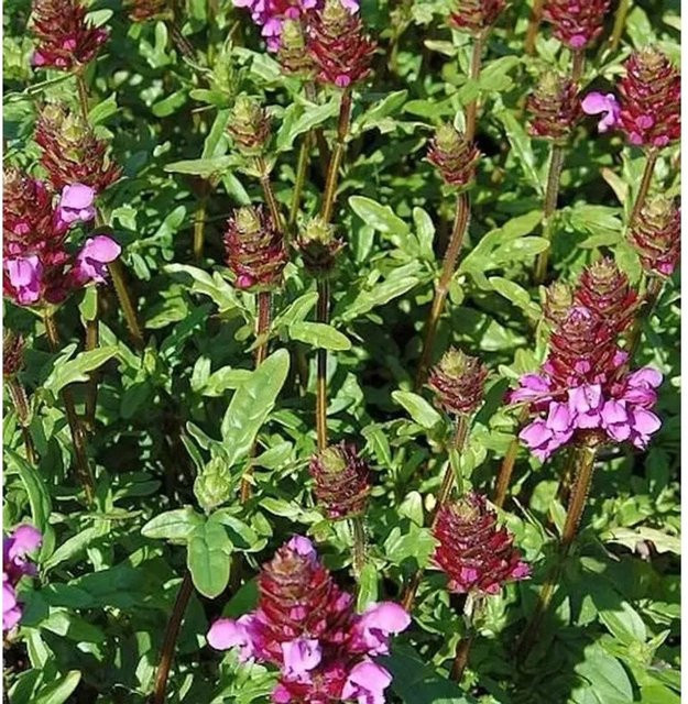 Großblütige Braunelle Prunella grandiflora als lila Bodendecker für Steingärten und Naturgärten - Bild 1