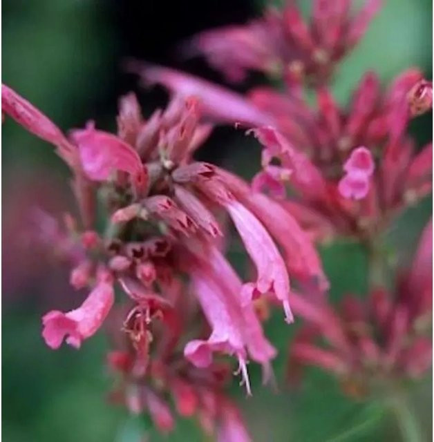 Mexikonessel Tangerine Dream Agastache barberi als mehrjährige Staude in Rot und Pink - Bild 1