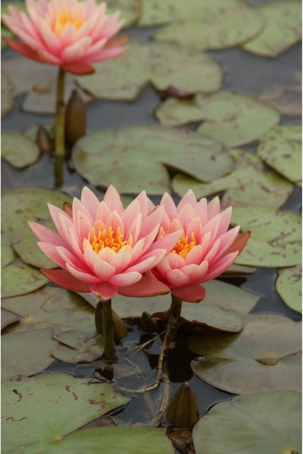 GROW by OBI Seerosen Set Aurora Nymphaea in Kupfer für den Gartenteich - Bild 1