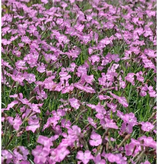 Pfingstnelke Amaranth Dianthus gratianopolitanus als pinkfarbene Staude und Bodendecker von Nr-01.de - Bild 1