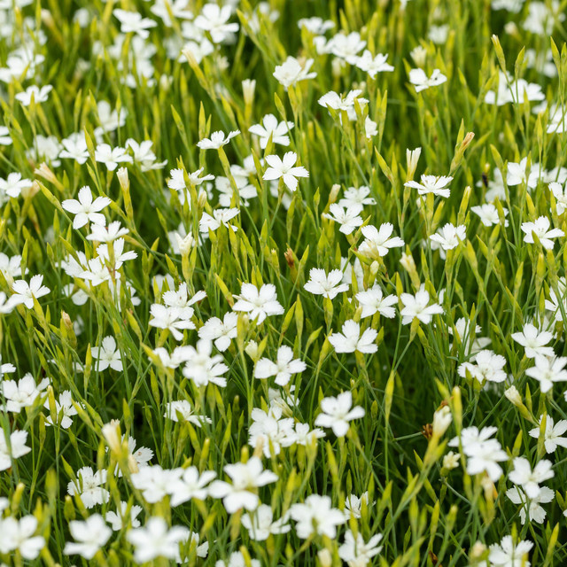 BIO Heidenelken Albus Dianthus Staude, 3 Stück - Bild 1