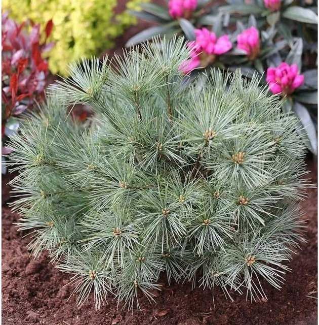 Zwergseidenkiefer Minima Pinus strobus als Koniferen-Strauch in Grün, Höhe: 20-25 cm - Bild 1