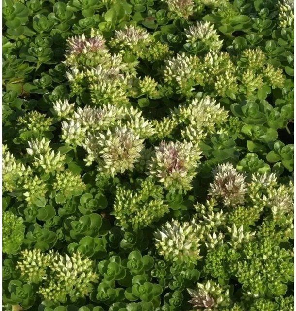 Sedum spurium Album Superbum Kaukasus Asienfetthenne als grüner Bodendecker für Steingärten und Naturgärten - Bild 1