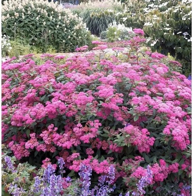 Sommerspierstrauch Double Play Artist Spiraea japonica in Rot und Pink von Nr-01.de - Bild 1