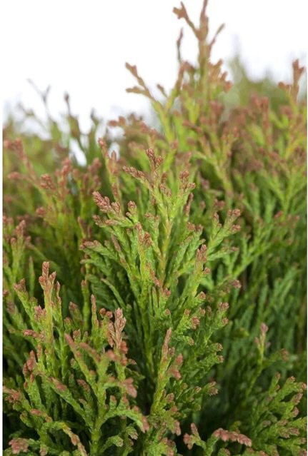 Thuja occidentalis Miky Heckenpflanze Grün 25-30 cm - Bild 1