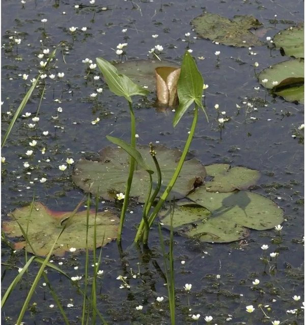 Grasblättriges Pfeilkraut Sagittaria graminea für den Teich in Grün - Bild 1