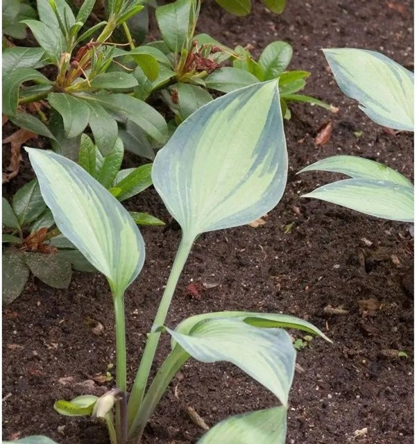 Hosta cultorum Funkie Captain Kirk Grüne Staude für Garten und Gehölzränder - Bild 1