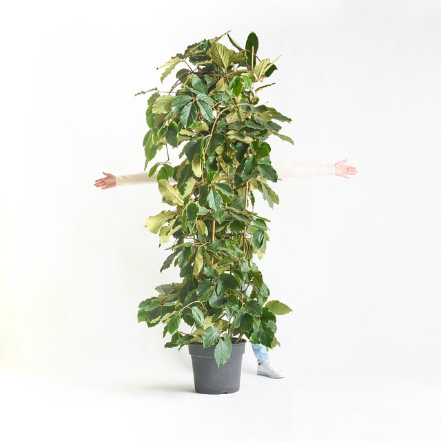 Tetrastigma Kletterstrauch von BLUME2000 als Zimmerpflanze mit grünem Laub für sonnige bis halbschattige Standorte - Bild 1