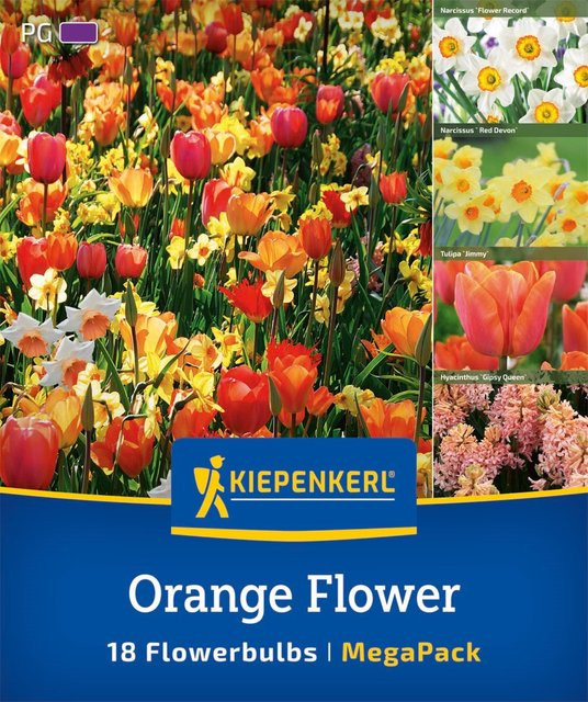 Kiepenkerl Mega Pack Orange Flower Blumenzwiebeln, 18 Stück, bunt - Bild 1