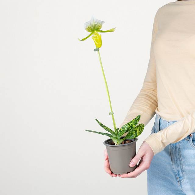 Blume2000 Tischaufsatz Femma in Gelb, Grün und Weiß - Bild 1