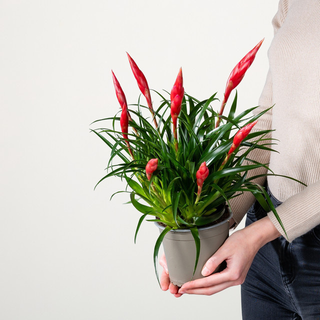 Vriesea Multiflower Astrid Zimmerpflanze mit bunten Blüten in Grün, Pink und Gelb - Bild 1