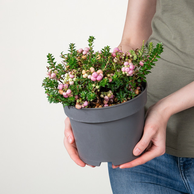 Pernettya mucronata Torfmyrthe von BLUME2000 mit rosa Blüten für Balkon und Blumenkübel - Bild 1