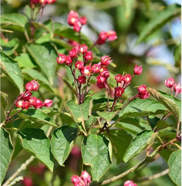 Harlekin Clerodendrum trichotomum Losbaum für den Garten, Höhe: 80-100 cm - Bild 1