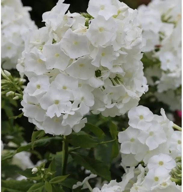 Hohe Flammenblume Danielle Phlox paniculata als Beetpflanze und Schnittblume von Nr-01.de - Bild 1