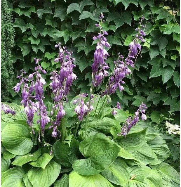 Hosta ventricosa Glockenfunkie Staude von Nr-01.de - Bild 1