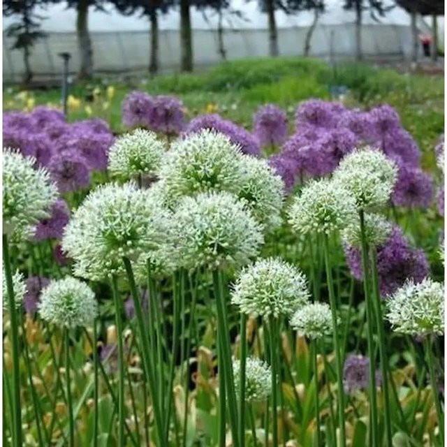 Zierlauch Mont Blanc Allium stipitatum weiße Blüte für den Garten - Bild 1