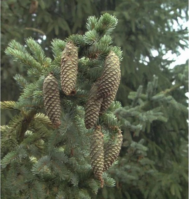 Alcocks Picea bicolor Fichte als Nadelbaum für deinen Garten, grün/silber, 30-40 cm - Bild 1