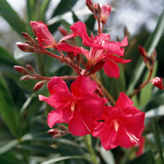 Roter Oleander Busch als Zierstrauch für den Außenbereich von Mein schöner Garten Shop - Bild 1
