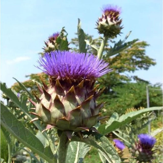 Artischocke Cynara cardunculus als mehrjährige Gartenpflanze von Nr-01.de - Bild 1