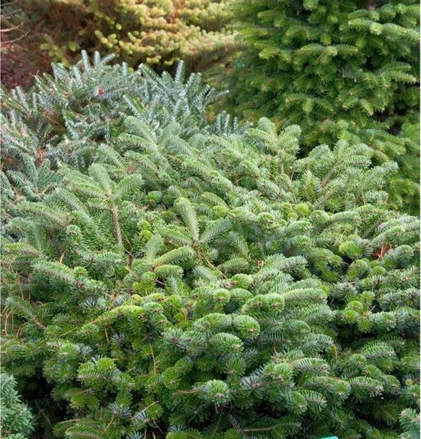 Zwerg Nordmanntanne Abies nordmanniana grün von Die Nr-01.de für deinen Garten - Bild 1