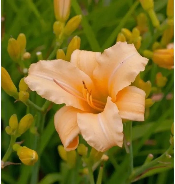 Taglilie Curls Hemerocallis cultorum als mehrjährige Zierpflanze für Beet und Staudengarten - Bild 1